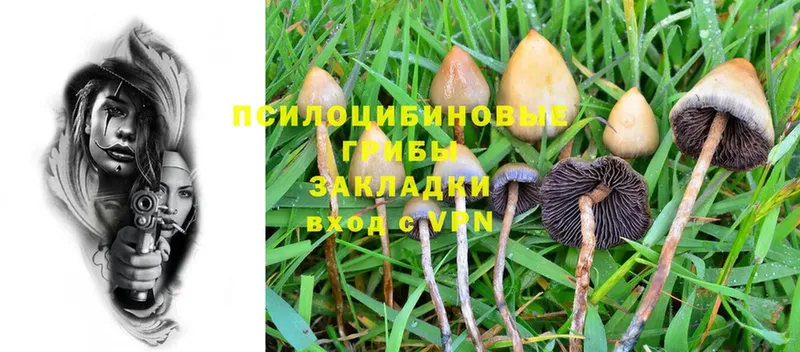 Галлюциногенные грибы Psilocybine cubensis Киселёвск